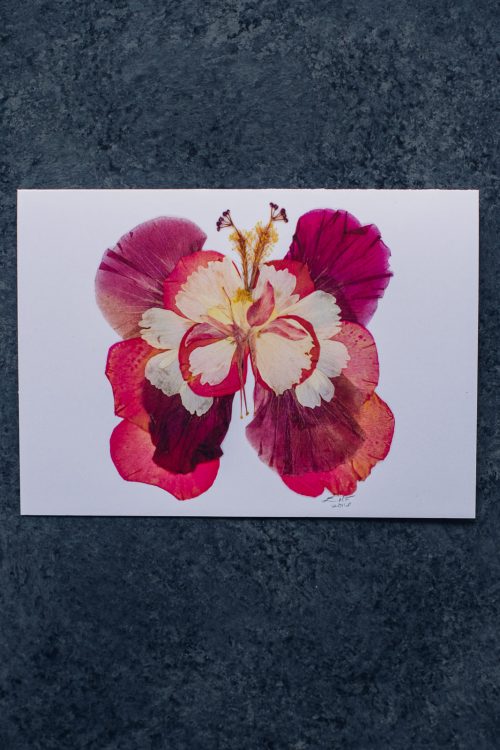 Pink Hibiscus Butterfly Greeting Card