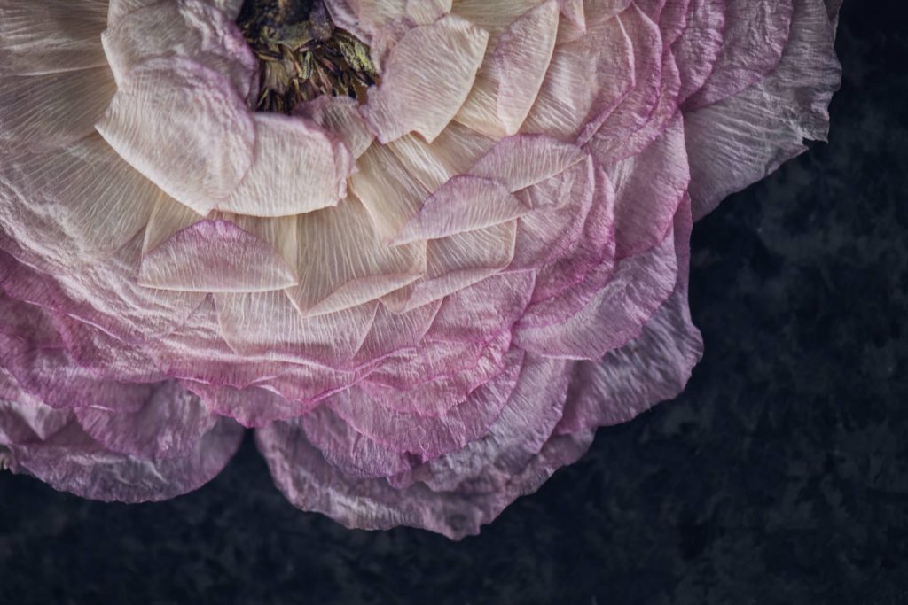 wild-blossom-flower-art-web-19