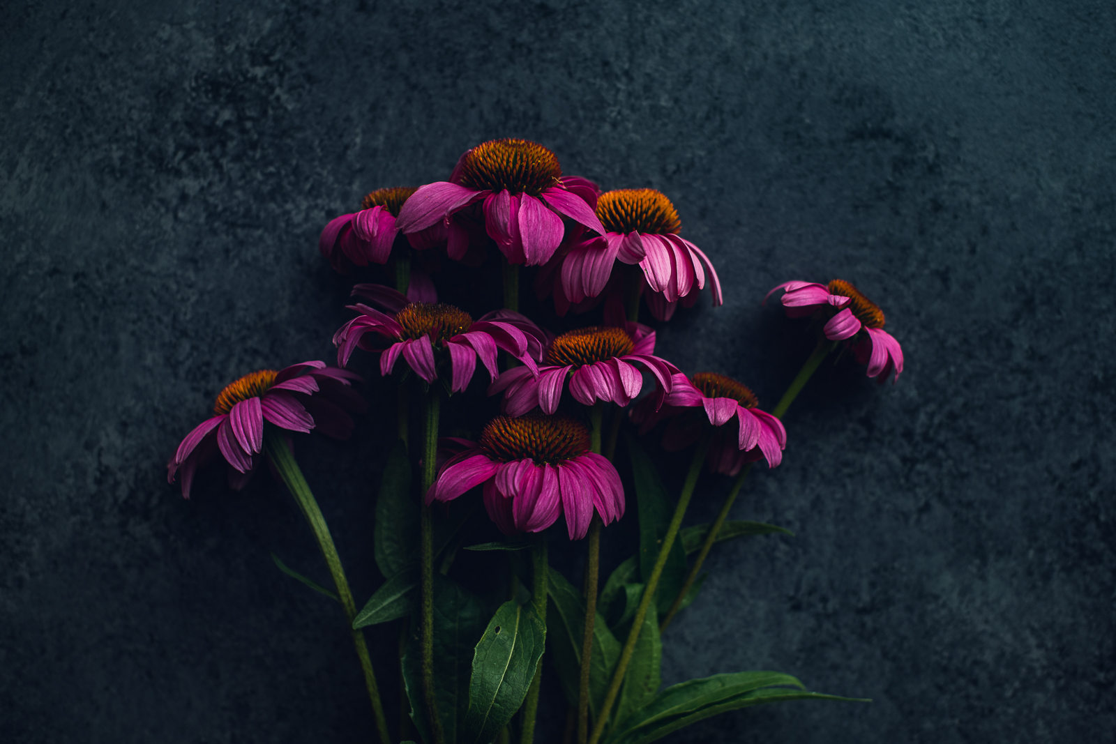 bunch of magenta echinacea