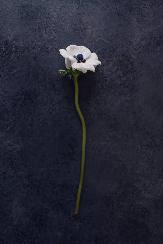 websize-1454 white anemone