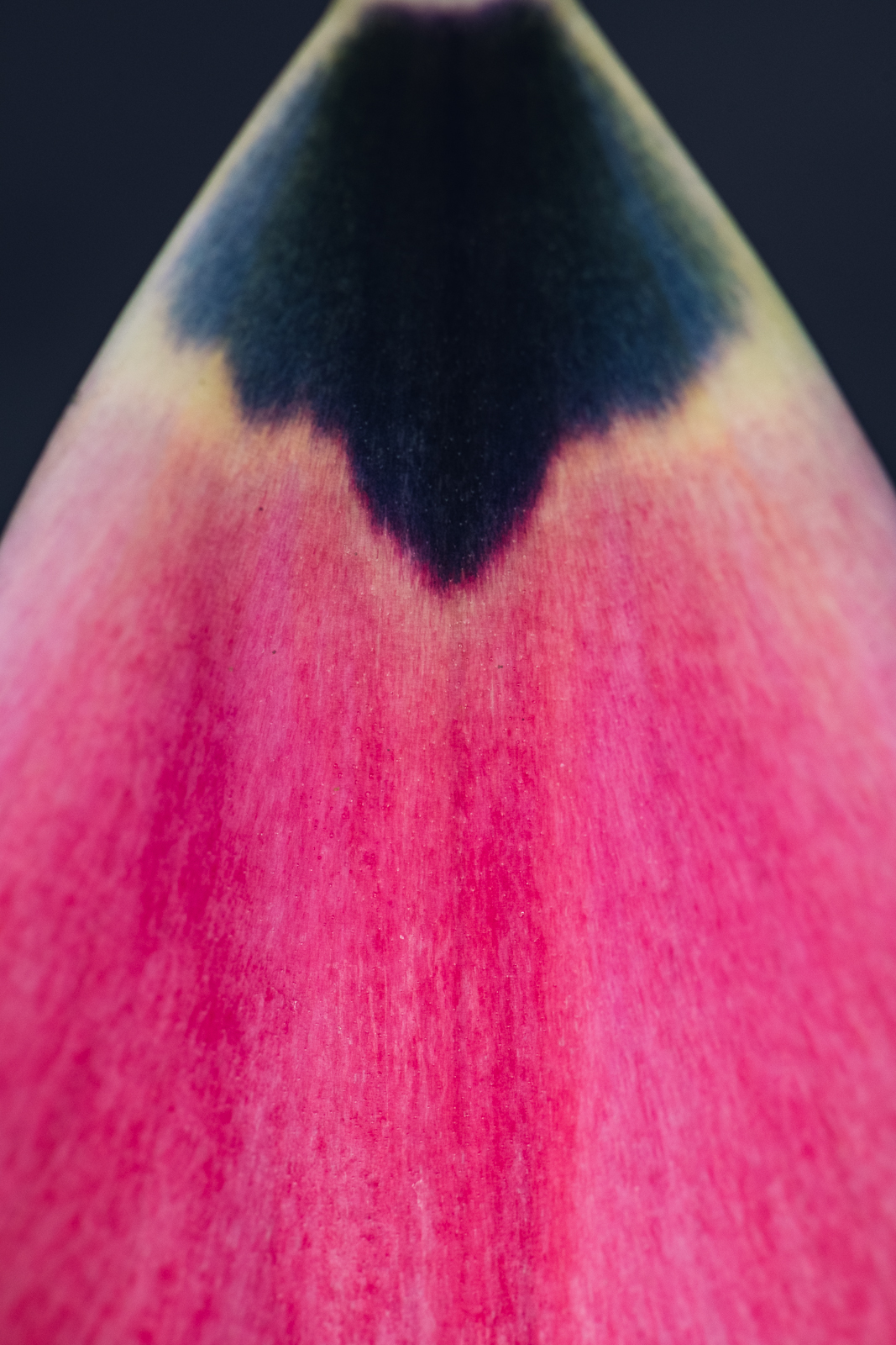 single hot pink petal from a tulip