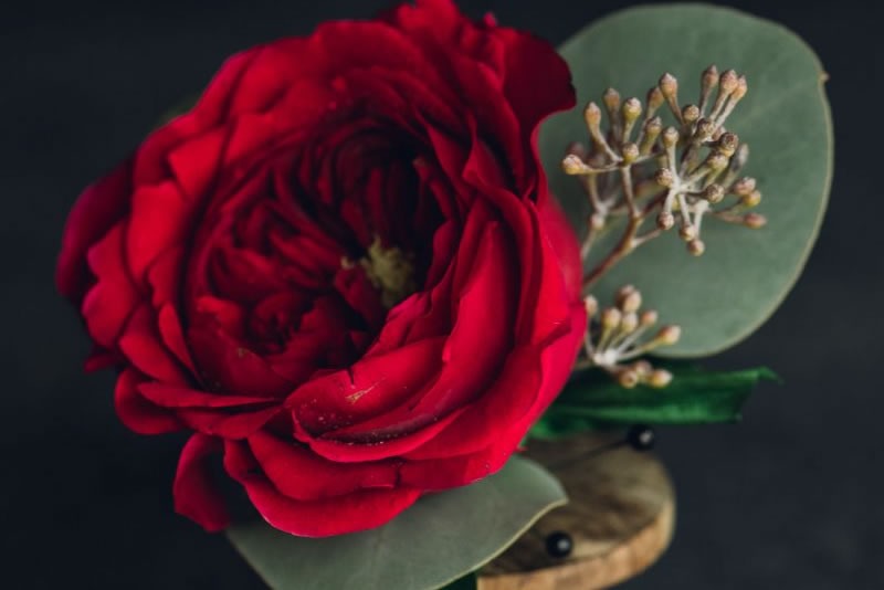 rose_boutonniere