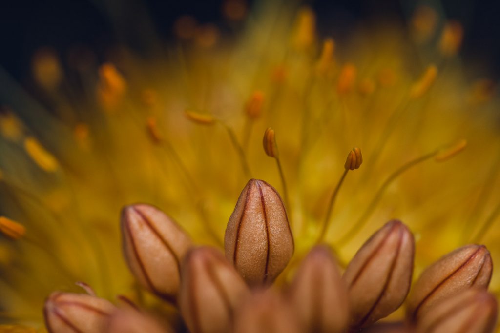wild-blossoms-flatlays-2-june-2021-web-110 petals of a yellow foxtail lily