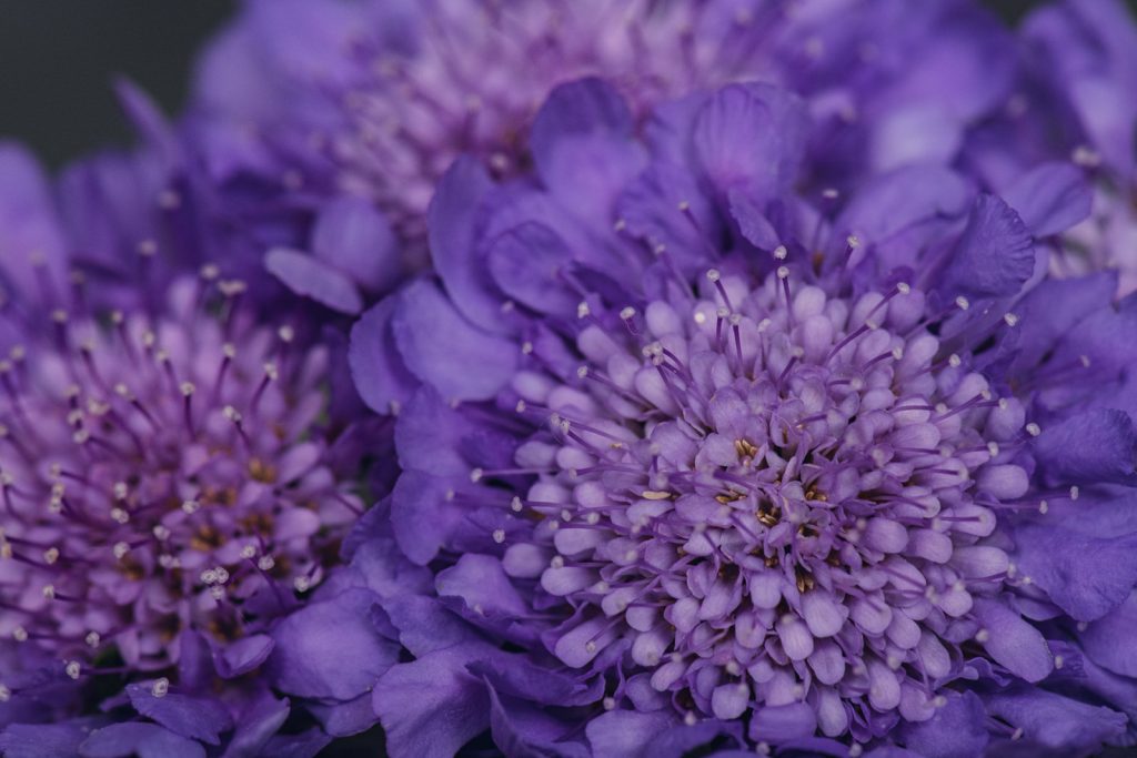 wild-blossoms-june-2021-flatlays-macros-web-120 large purple scabiosa flowers