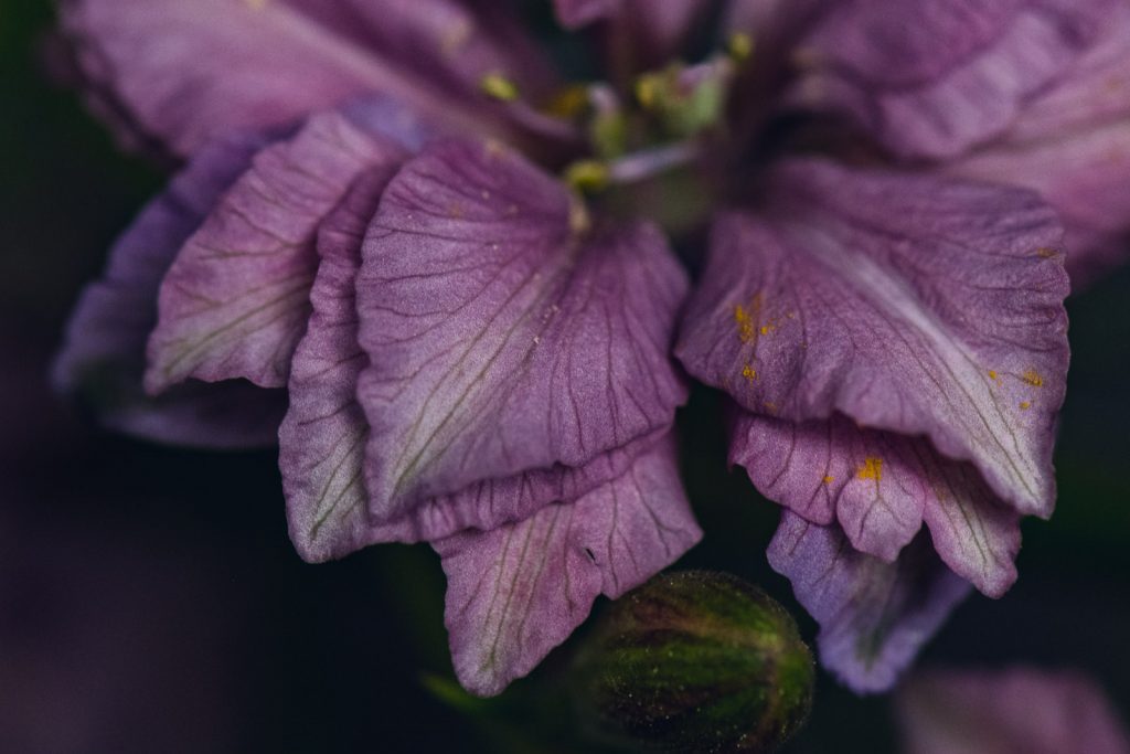 wild-blossoms-june-2021-flatlays-macros-web-135 dusty purple petals of delphinium flower