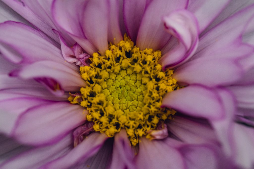 wild-blossoms-june-2021-flatlays-macros-web-140 macro detail of a pink flower with yellow center