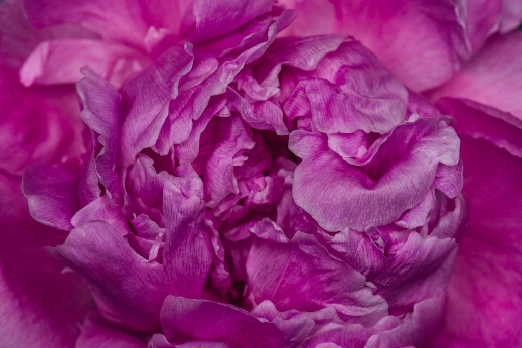 wild-blossoms-june-2021-flatlays-macros-web-141 magenta peony petals filling the photo