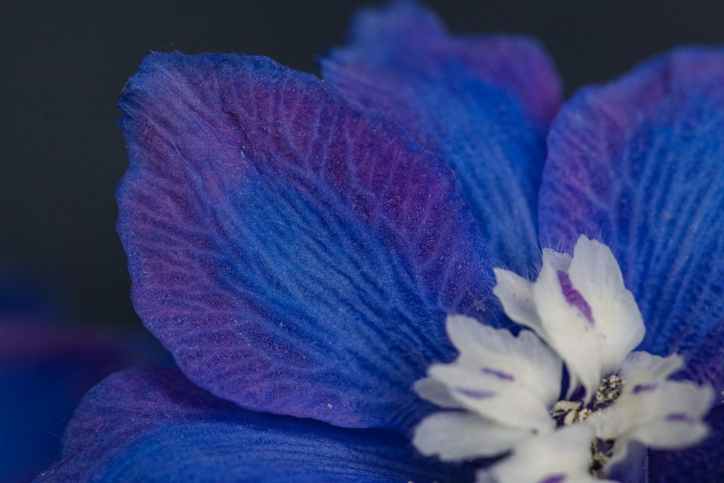 wild-blossoms-june-2021-flatlays-macros-web-169 blue and purple umbre on a delphinium petal