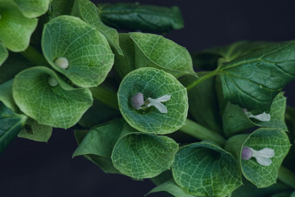 wild-blossoms-june-2021-flatlays-macros-web-174 close detail of bells of ireland green flower
