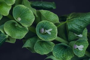 close detail of bells of ireland green flower