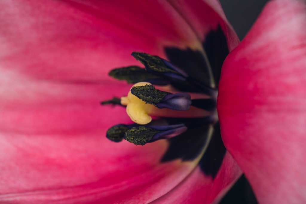 wild-blossoms-spring-flower-marcros-web-23 center of a magenta tulip
