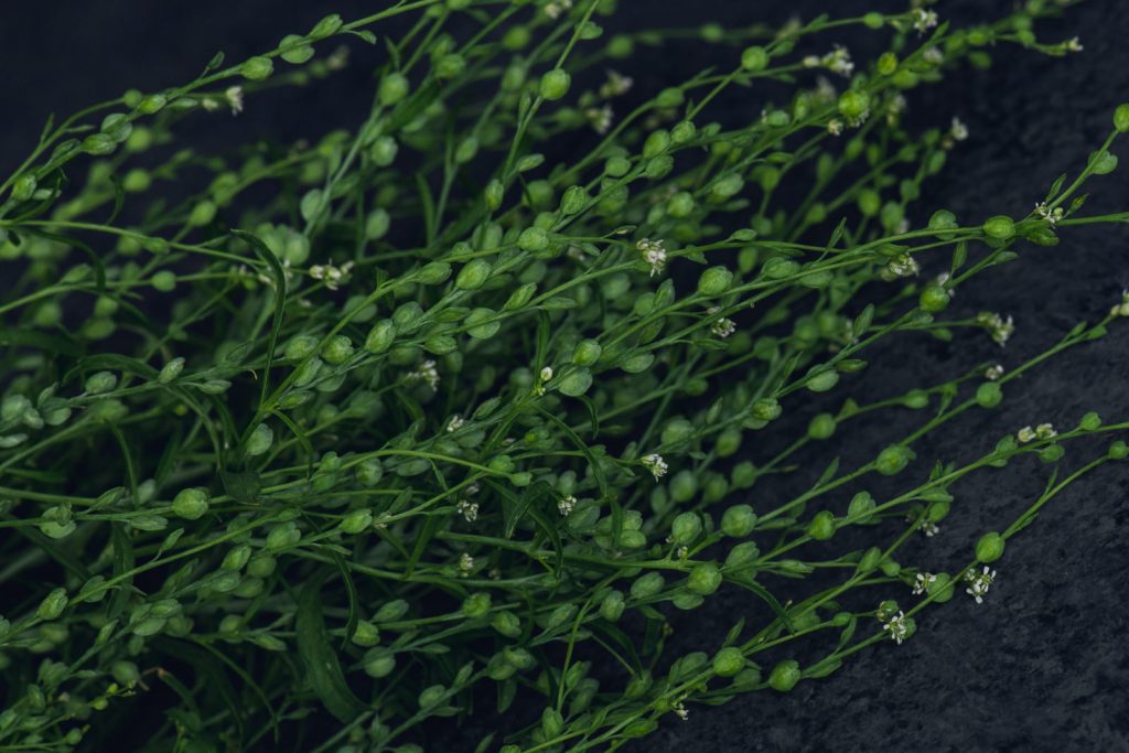 wild-blossoms-flatlays-2-june-2021-web-118 green cress