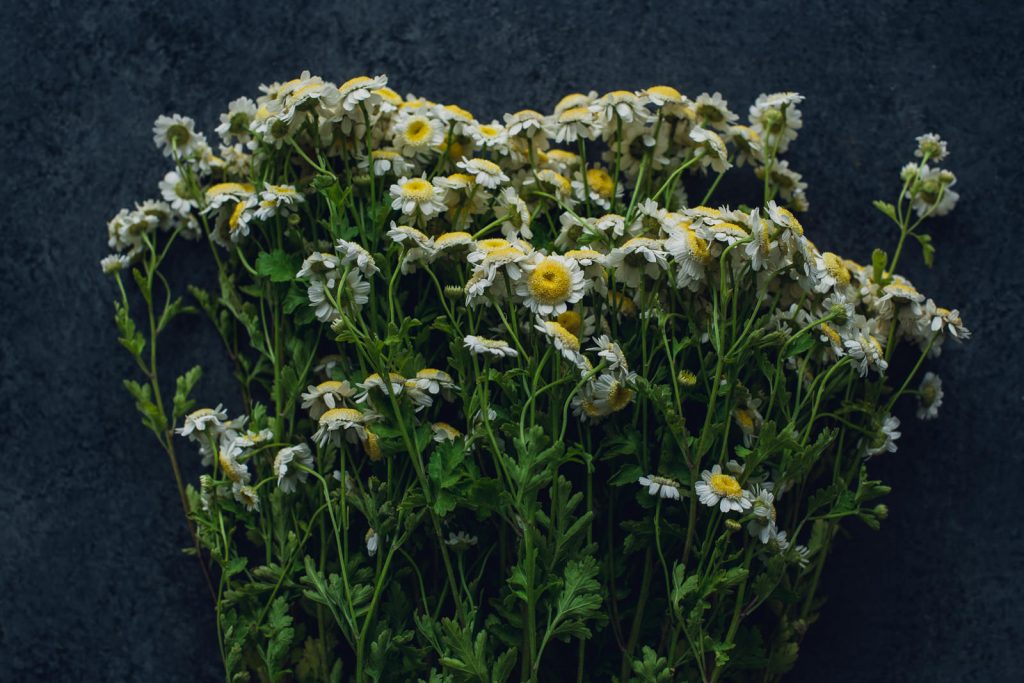 wild-blossoms-flatlays-2-june-2021-web-120 yellow feverfew