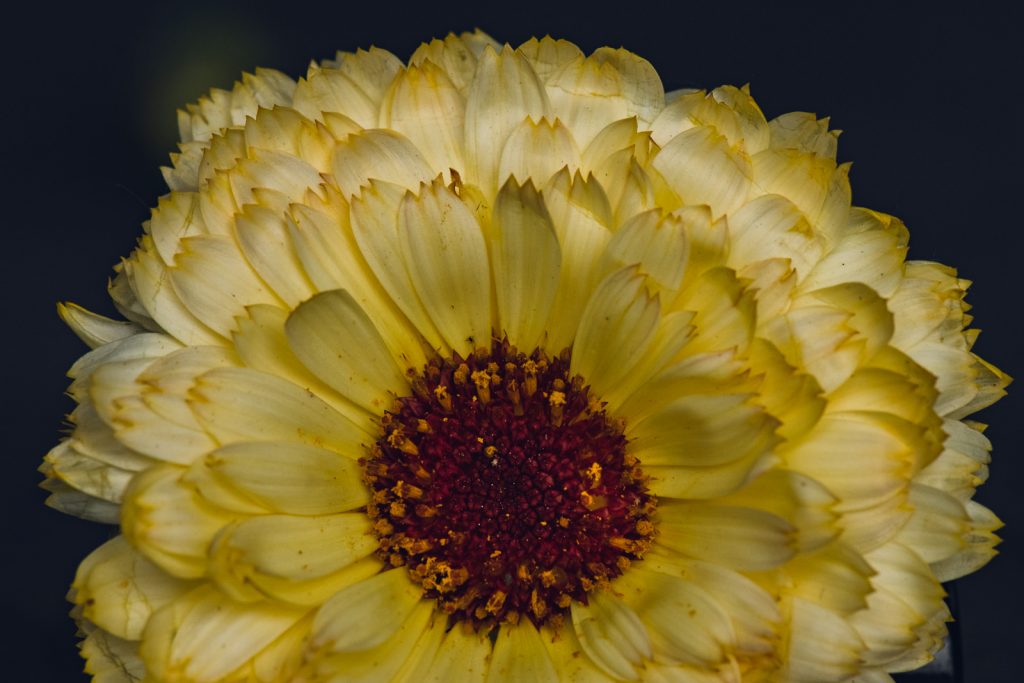 wild-blossoms-june-2021-flatlays-macros-web-142 yellow petals