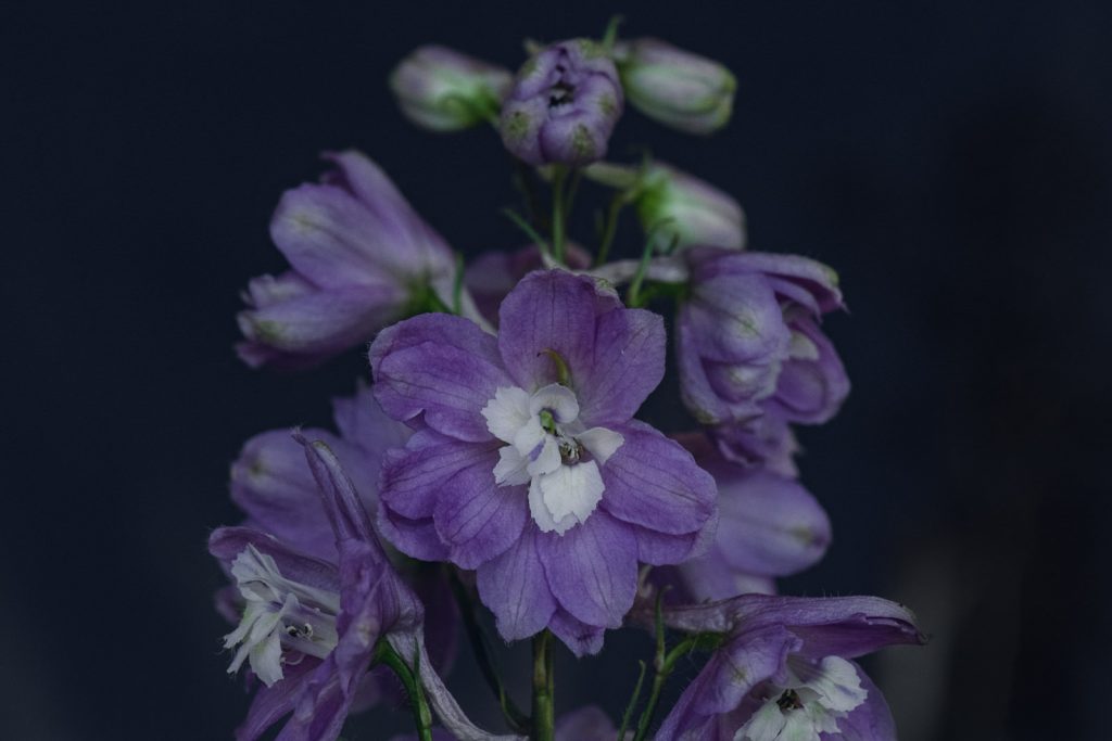 wild-blossoms-june-2021-flatlays-macros-web-182