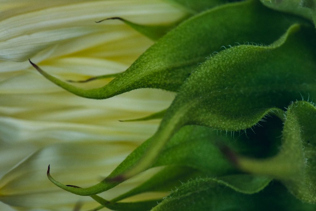 wild-blossoms-june-2021-flatlays-macros-web-186 yellow petals of a sunflower with green leaves