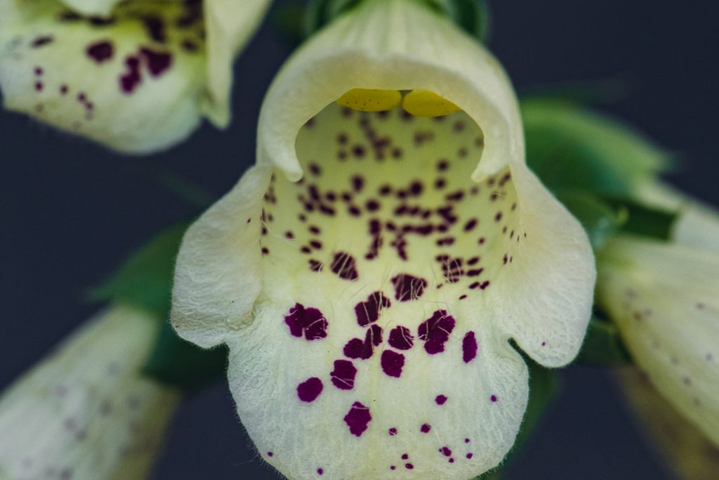 yellow-foxglove-web-1