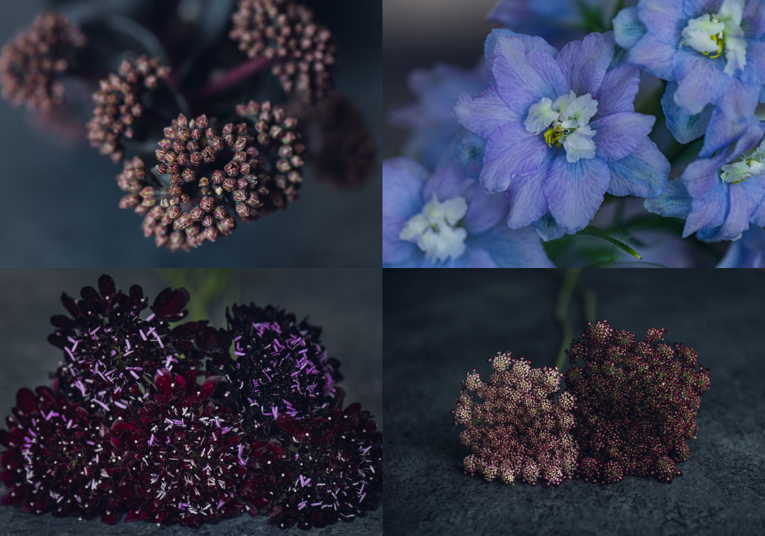 chocolate queen anne's lace blue delphinium scabiosa very peri berry