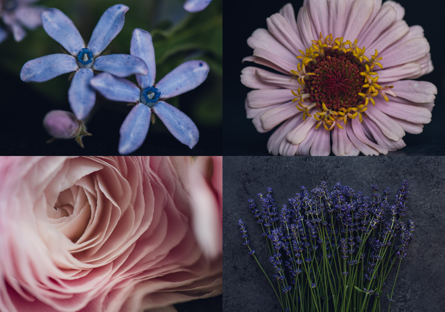 tweedia, blush zinnia, pink ranunculus and fresh lavender