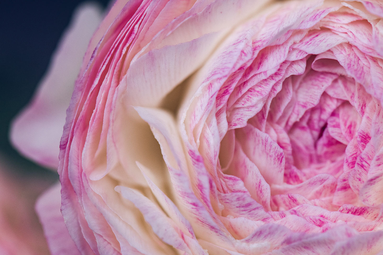 Wild-Blossoms-Spring-Flower-Marcros-32-1 pink and white ranunculus petals