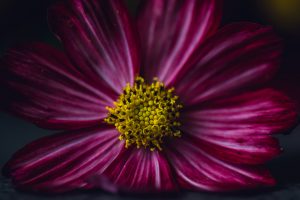 pink cosmos flower