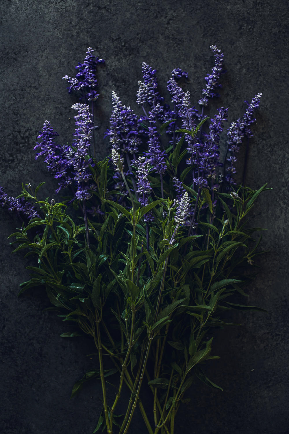very peri salvia flower