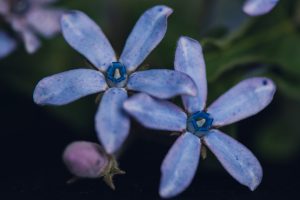 blue tweedia