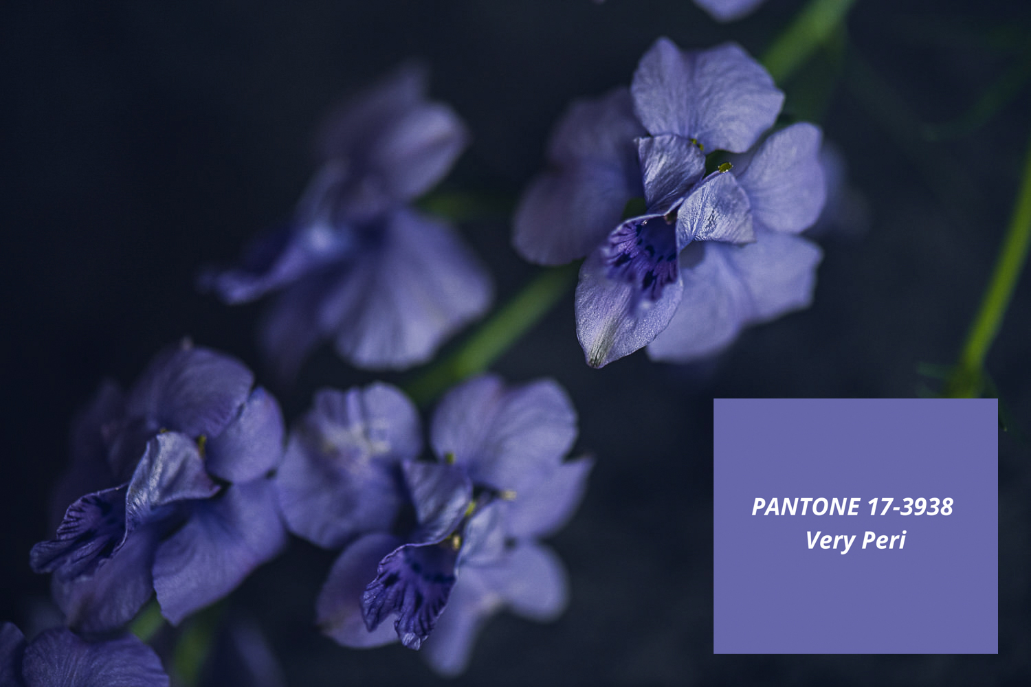 Very Peri Larkspur with Pantone overlay