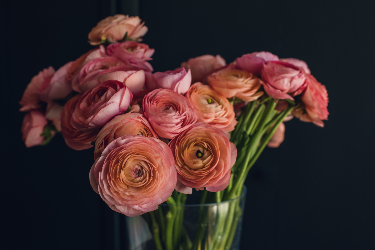 coral peach ranunculus