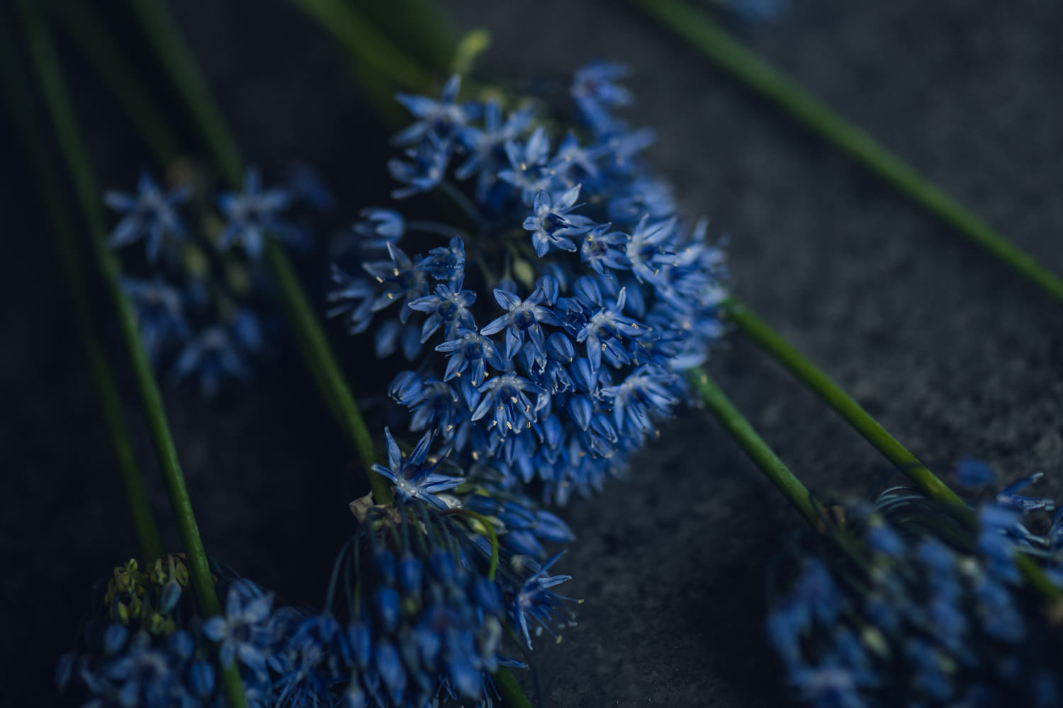 blue allium flatlay