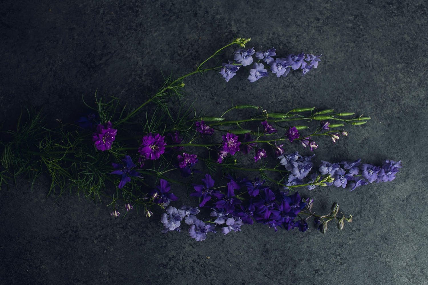 shades of very peri and purple larkspur