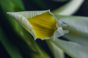 white iris