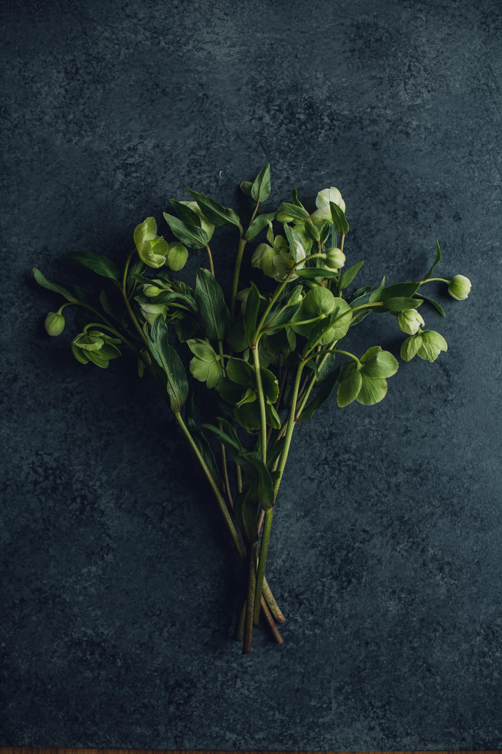 websize-8524 hellebores flowers