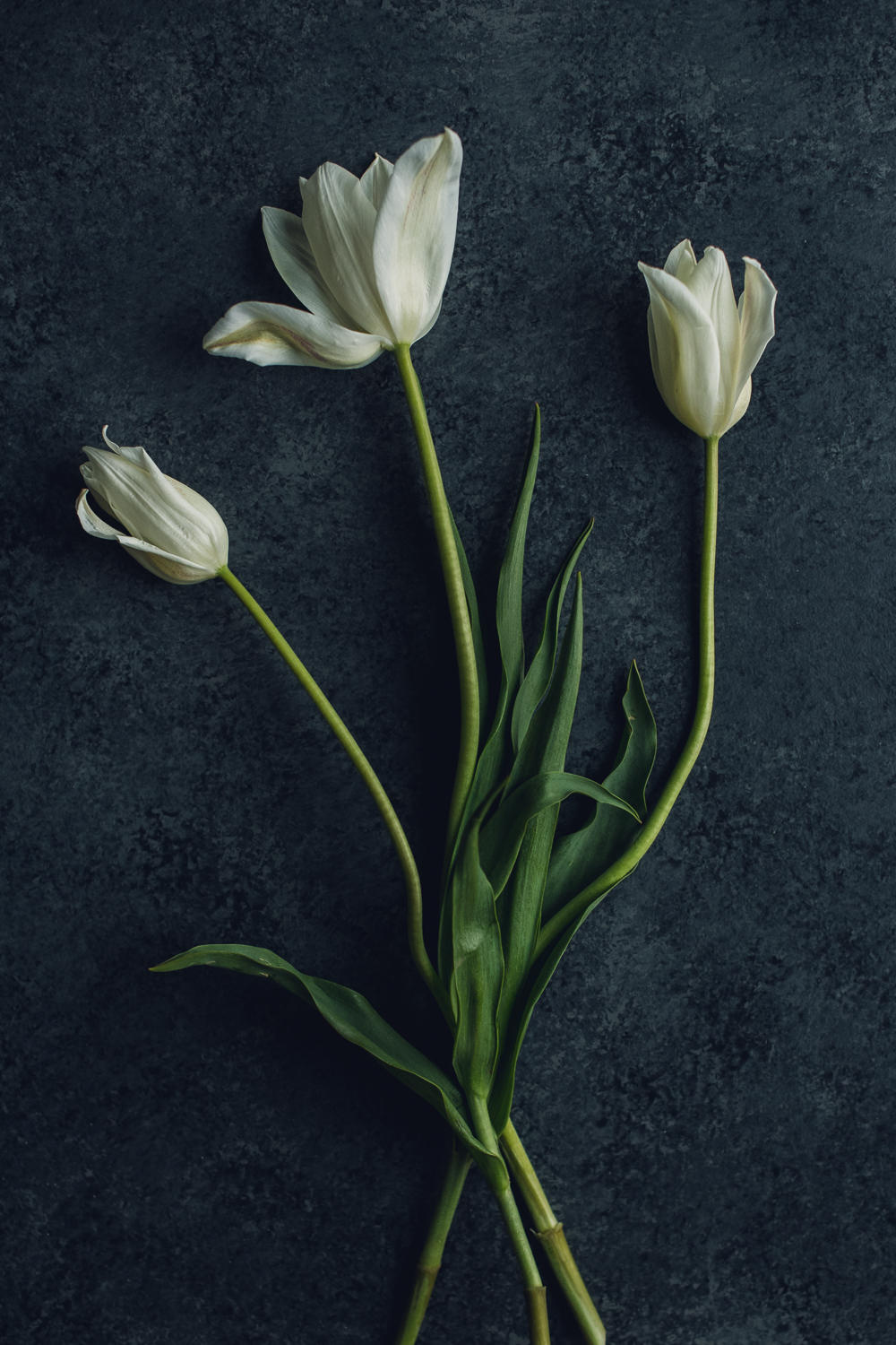 websize-8540 trio of white tulips