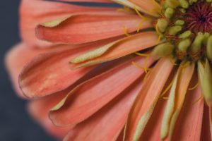 peach zinnia
