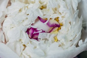 white peony