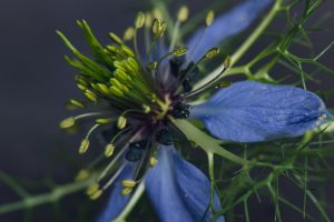 blue nigella flower