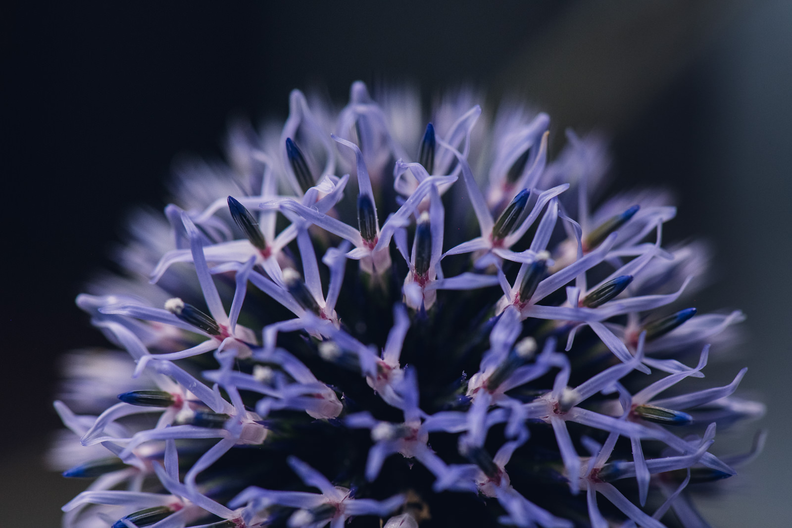 macro detail of a very peri echinops