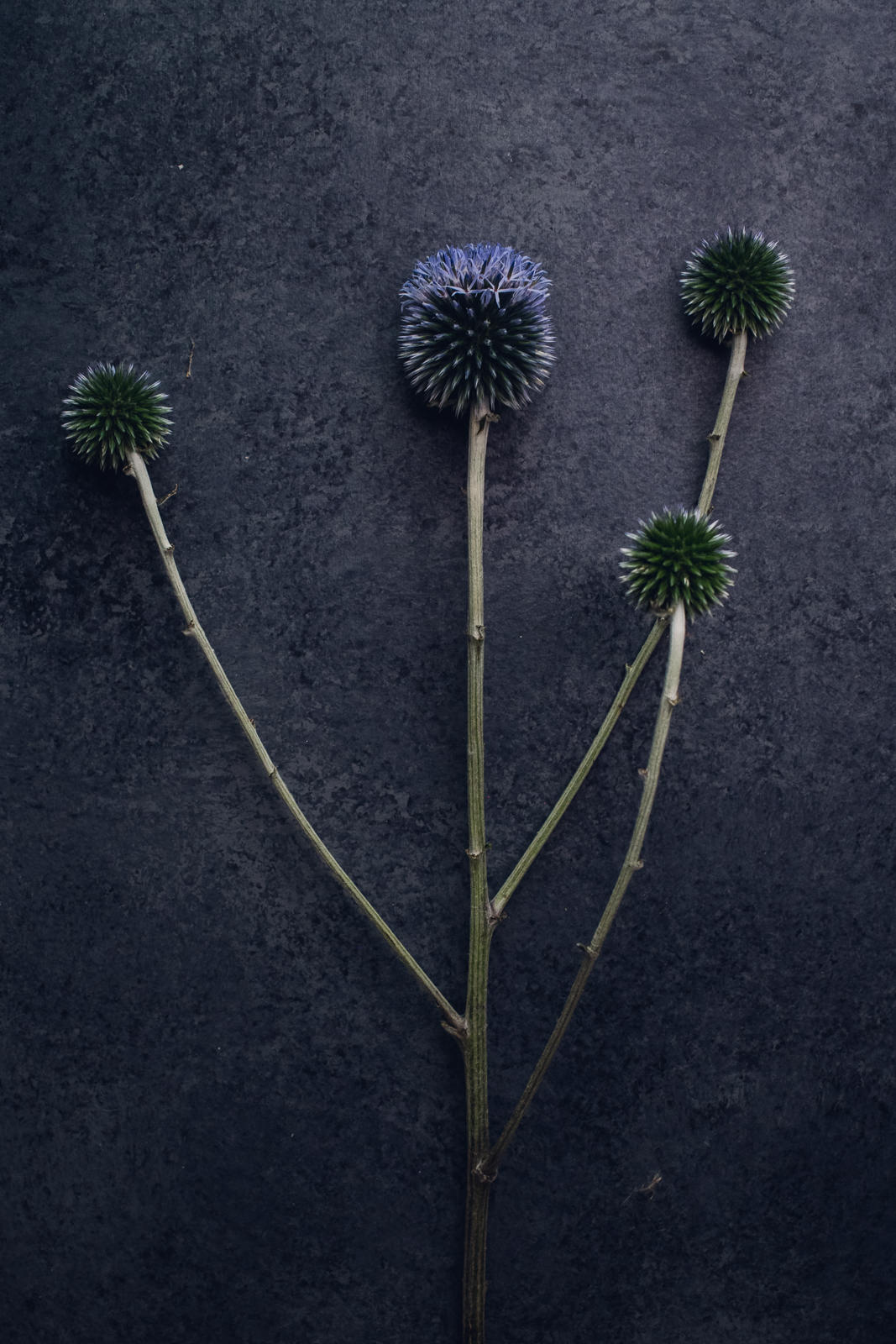 very peri echinops