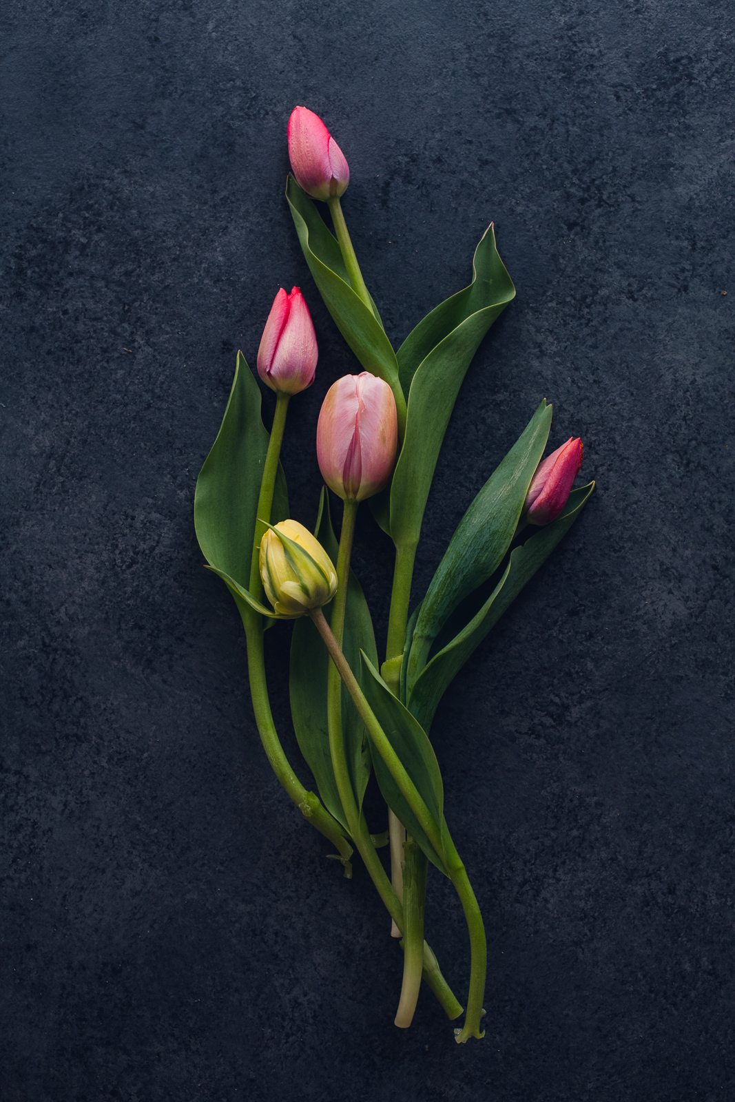 wild-blossoms-spring-flower-marcros-web-15 pink and yellow tulips