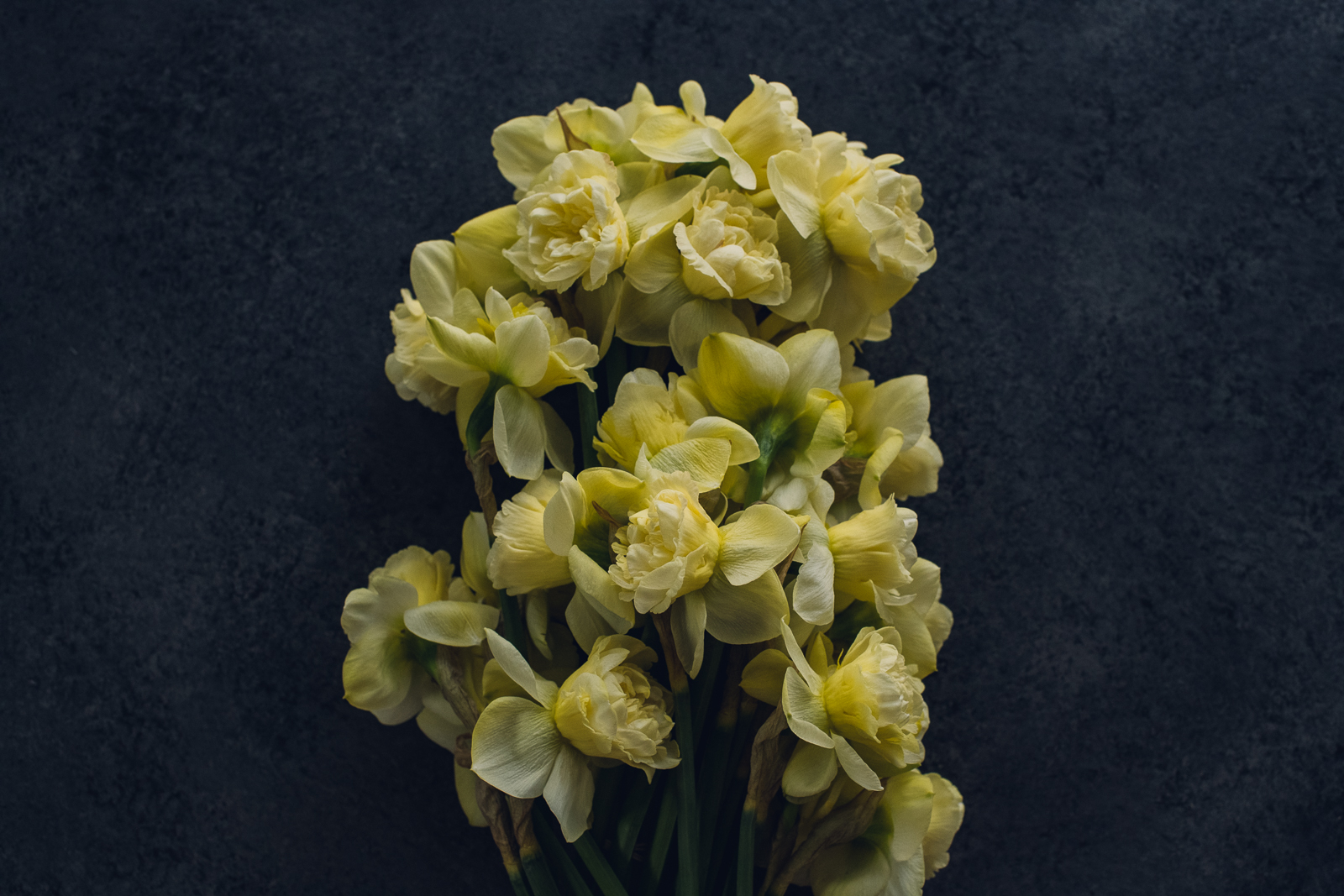 wild-blossoms-spring-flower-marcros-web-36 bunch of daffodils