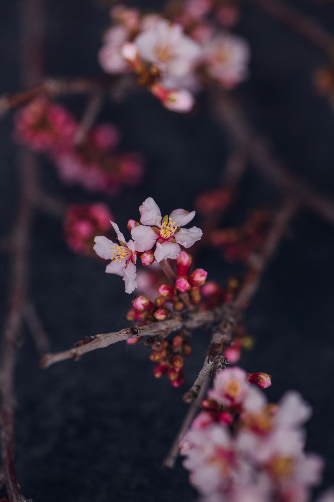 wild-blossoms-spring-flower-marcros-web-40 macro image of cherry blossom branch with pink flowers