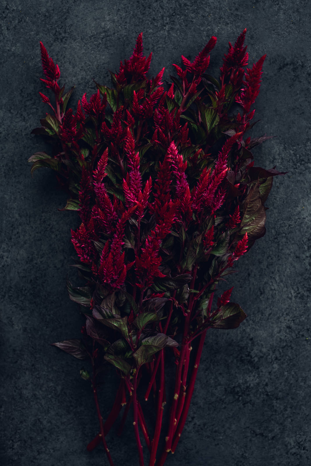 celosia flowers in viva magenta