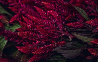 viva magenta flowers