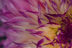 pink and yellow dahlia