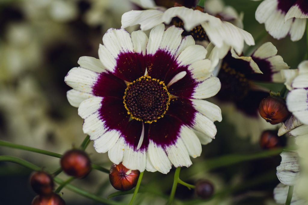 august-2023-flatlays+muted-edible-flowers-web-4