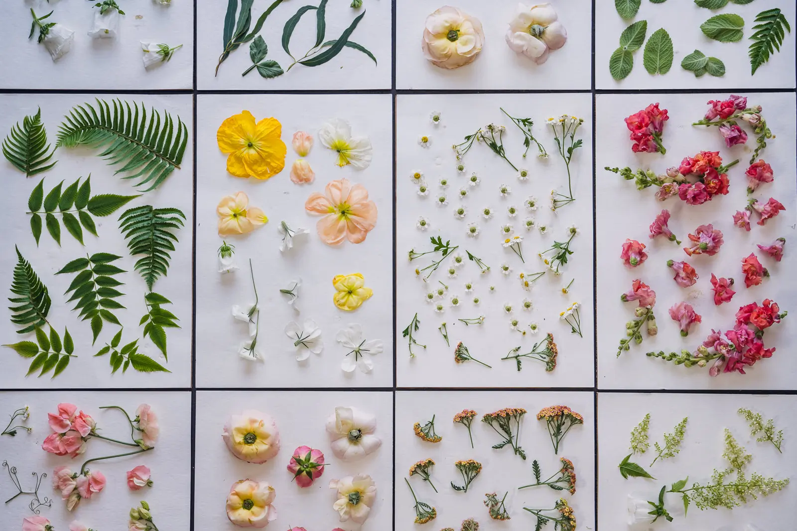 wild-blossoms-july-preservation-art-web-9 Colorful flowers spread out over paper and ready for pressed flower bouquet preservation
