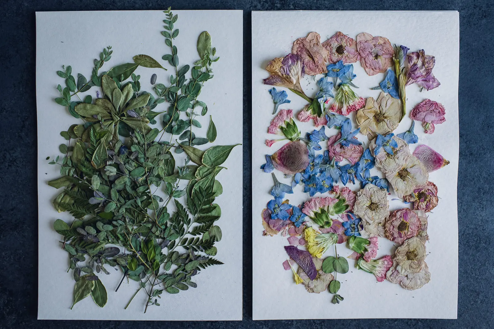 Pressed flowers ready to design with.