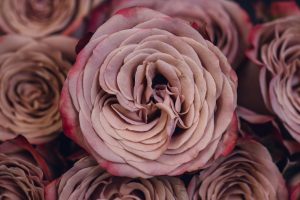 cappuccino rose