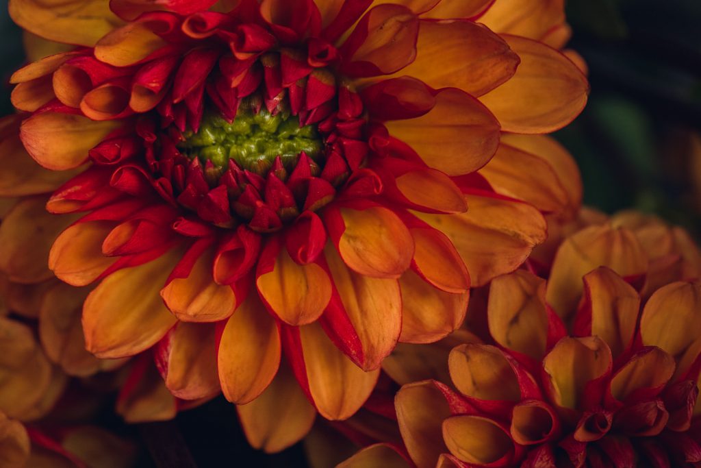 wild-blossoms-july-2022-flatlays+macros-web-95 orange and red dahlia